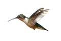 Isolated Ruby-throated Hummingbird