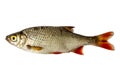Isolated rudd , a kind of fish from the side. Live fish with flowing fins. River fish.