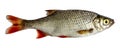 Isolated rudd , a kind of fish from the side. Live fish with flowing fins. River fish.