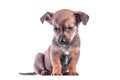 Sad mongrel brown puppy lowered his head and sits on a white background