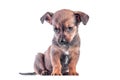 Sad mongrel brown puppy lowered his head and sits on a white background Royalty Free Stock Photo