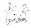 Isolated sad offended cat muzzle in black and white colors, outline hand painted sketch drawing Royalty Free Stock Photo