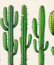 Isolated Saguaro Cactus Set. Vector illustration. generative AI Royalty Free Stock Photo
