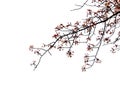 Isolated Sakura branch