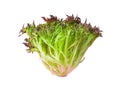 Isolated salad lettuce vegetable with clipping path on white background Royalty Free Stock Photo