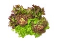 Isolated salad lettuce vegetable with clipping path on white background Royalty Free Stock Photo