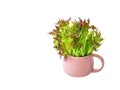 Isolated salad lettuce vegetable in pink coffee cup with clipping path on white background Royalty Free Stock Photo