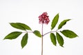 Isolated Sambucus racemosa