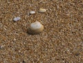 Nature Background of a Scallop Shell on the Beach Royalty Free Stock Photo