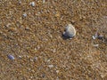 Ridged Seashell on the Beach Royalty Free Stock Photo