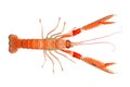 Isolated scampi