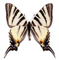 Isolated scarce swallowtail