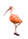 Isolated Scarlet Ibis Royalty Free Stock Photo