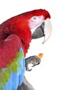 Isolated Scarlet macaw eating carrot