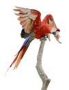 Isolated scarlet macaw on perch