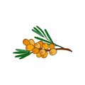 sea buckthorn branch and cluster . leaves and berries. twig of seaberry