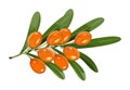 Isolated sea buckthorn.