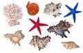 Isolated sea invertebrates collection Royalty Free Stock Photo