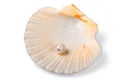 Sea shell with pearl isolated on white background Royalty Free Stock Photo