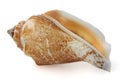 Isolated sea shell Royalty Free Stock Photo