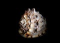 Isolated sea shell on black background Royalty Free Stock Photo