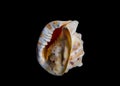 Isolated sea shell on black background Royalty Free Stock Photo