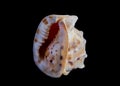 Isolated sea shell on black background Royalty Free Stock Photo