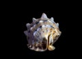 Isolated sea shell on black background Royalty Free Stock Photo
