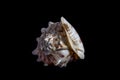Isolated sea shell on black background Royalty Free Stock Photo