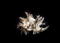 Isolated sea shell on black background Royalty Free Stock Photo