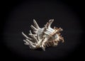 Isolated sea shell on black background Royalty Free Stock Photo