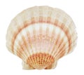 Isolated sea shell Royalty Free Stock Photo