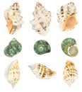 Isolated sea shells set on a white background Royalty Free Stock Photo