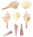 Isolated sea shells set on a white background Royalty Free Stock Photo