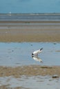 Isolated seagull on beach during low tide eating some worms . bi