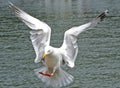 An isolated seagull coming into land Royalty Free Stock Photo