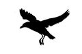 Isolated Seagull Flying Graphic Silhouette Royalty Free Stock Photo