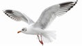 Isolated seagull flying on white