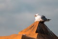 Isolated seagull on the roof