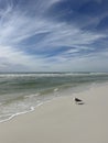 Isolated seagull standing on beach shoreline