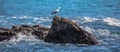 Isolated seagull standing on the rock on the sea screaming