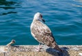 Isolated Seagull Staring at the Adriatic Sea in Pula, Croatia on a Sunny Day. Close up View of the Big Bird from the Back