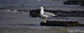 Isolated seagull on a beach rock