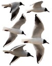 Isolated seagulls Royalty Free Stock Photo