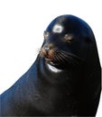 Isolated Seal Face Royalty Free Stock Photo