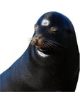 Isolated Seal Face