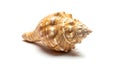 Single seashell on white background ocean beach nature isolated Royalty Free Stock Photo