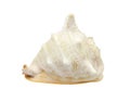 Isolated seashell decoration Royalty Free Stock Photo