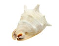 Isolated seashell decoration on white background Royalty Free Stock Photo