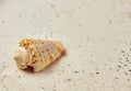 Isolated seashell in the sand